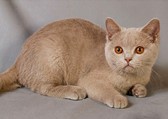 Британская короткошерстная кошка